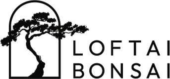 Loftai Bonsai